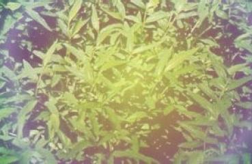 Nepali Gras
