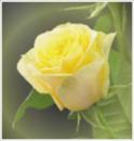 Mellow Yellow