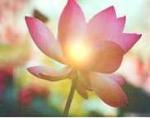 Tibet Lotus