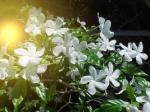 Jasmin