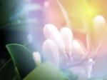 Orangenbl�ten