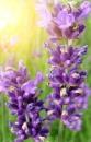 Lavendel